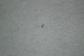 Missing Picture